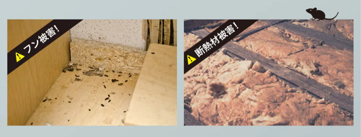 ねずみ被害のサイン例（フン・かじり跡・通り道の黒ずみ）